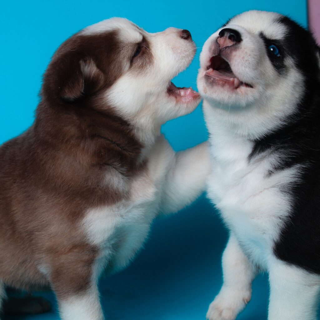 Cachorros Husky Siberianos jugando