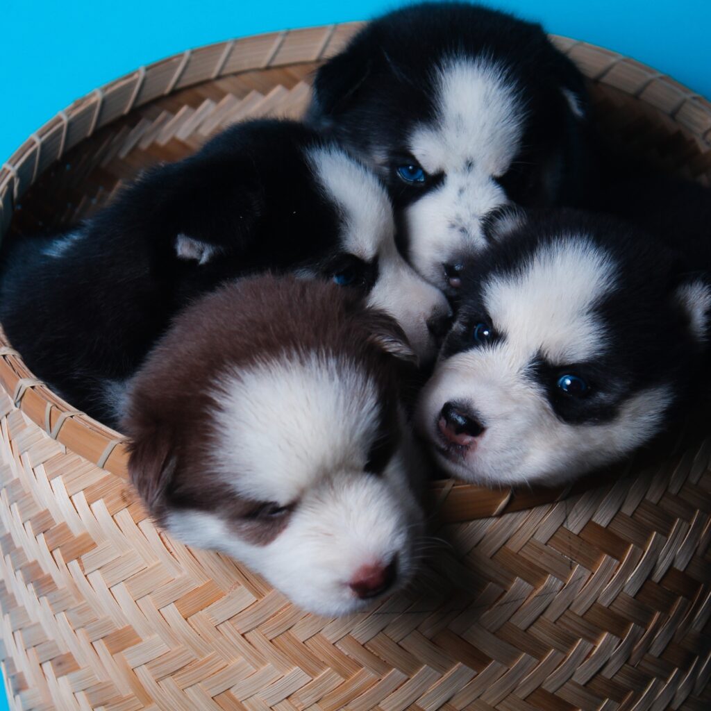 Cachorros Husky