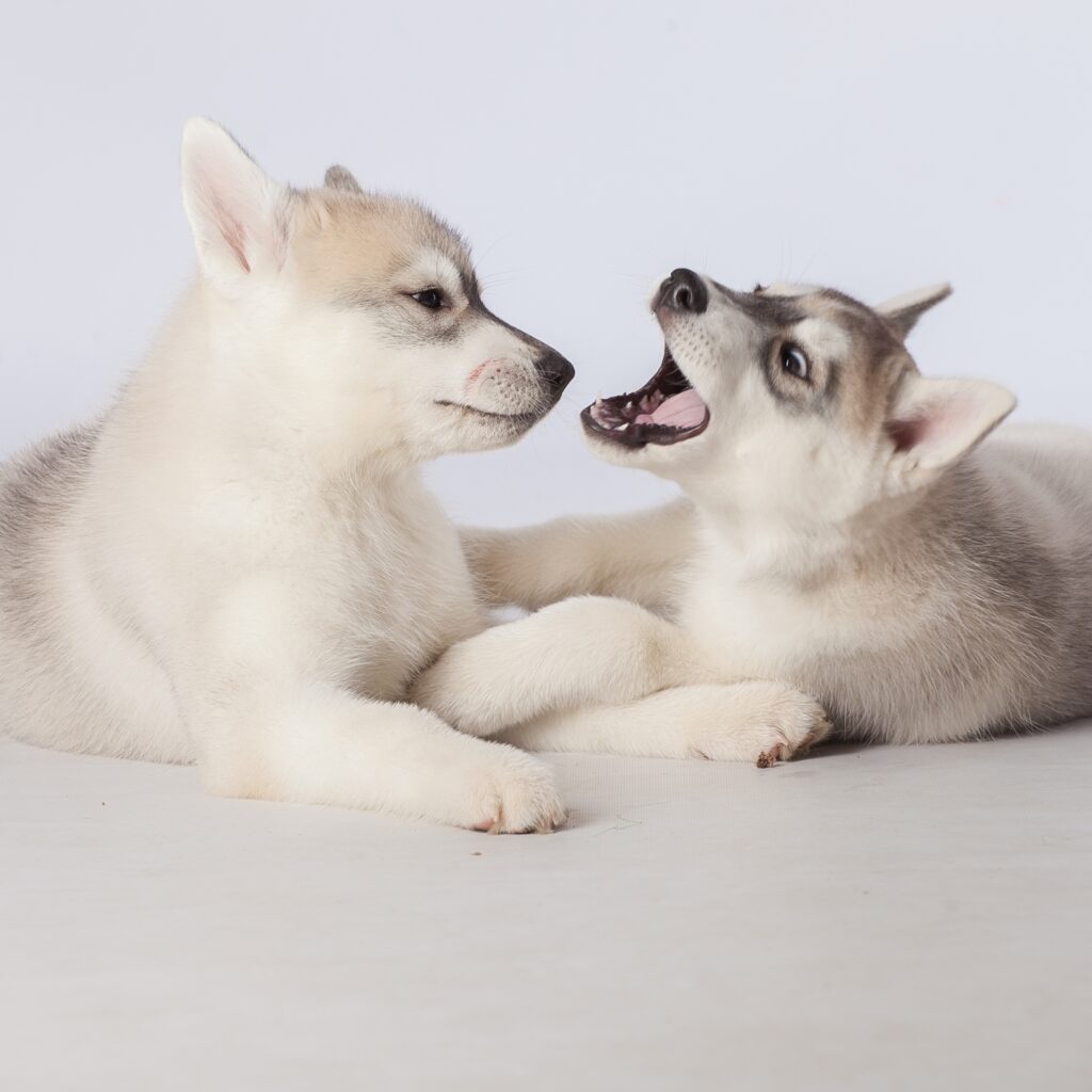 Cachorros Husky Siberianos Blancos