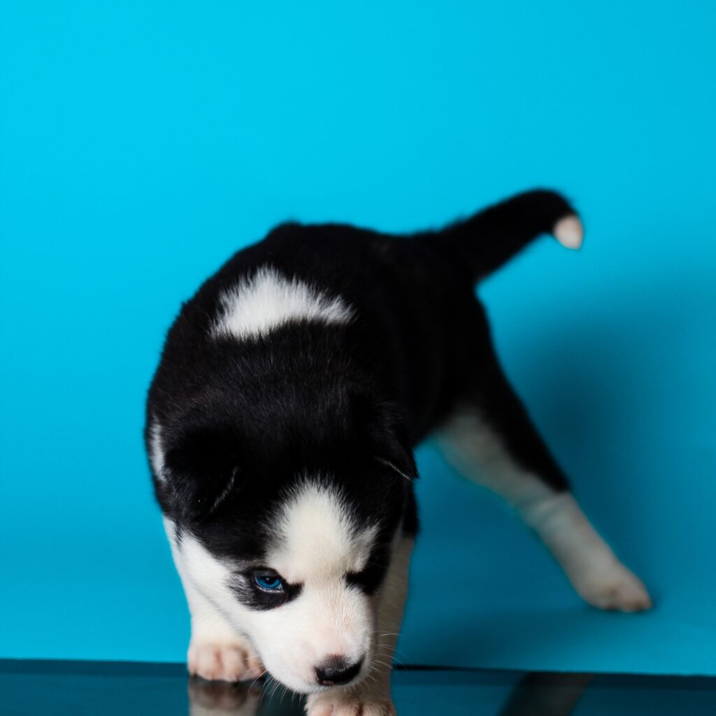 Husky Siberiano solo