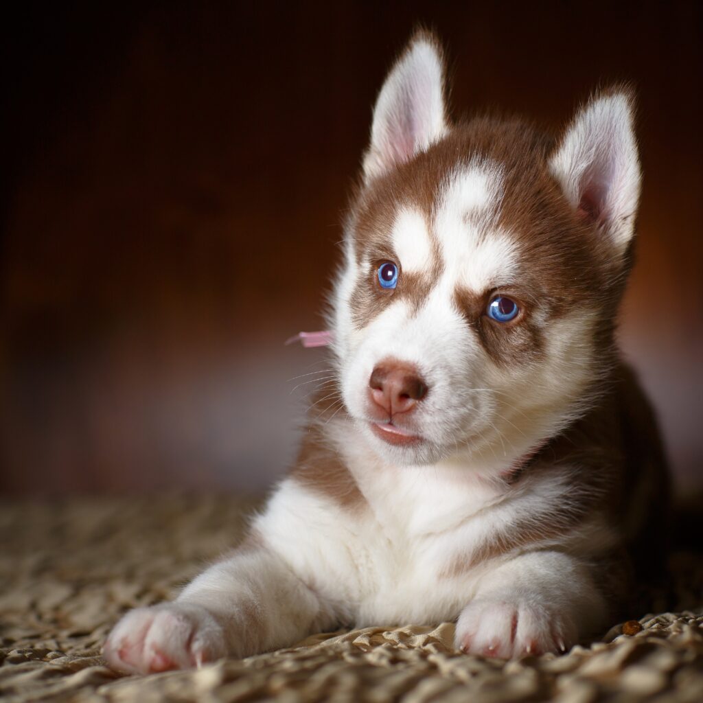 Husky Siberiano Café