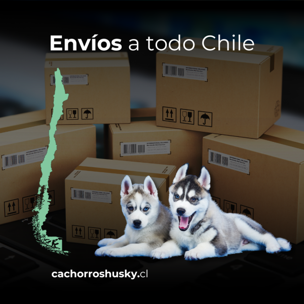 Envíos a todo chile cachorros husky siberiano chile