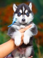 Husky background
