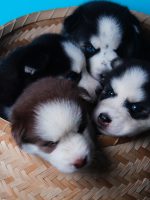 Cachorros Husky