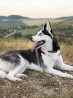 cute-husky-sitting-grass
