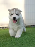 husky-4193503_1920
