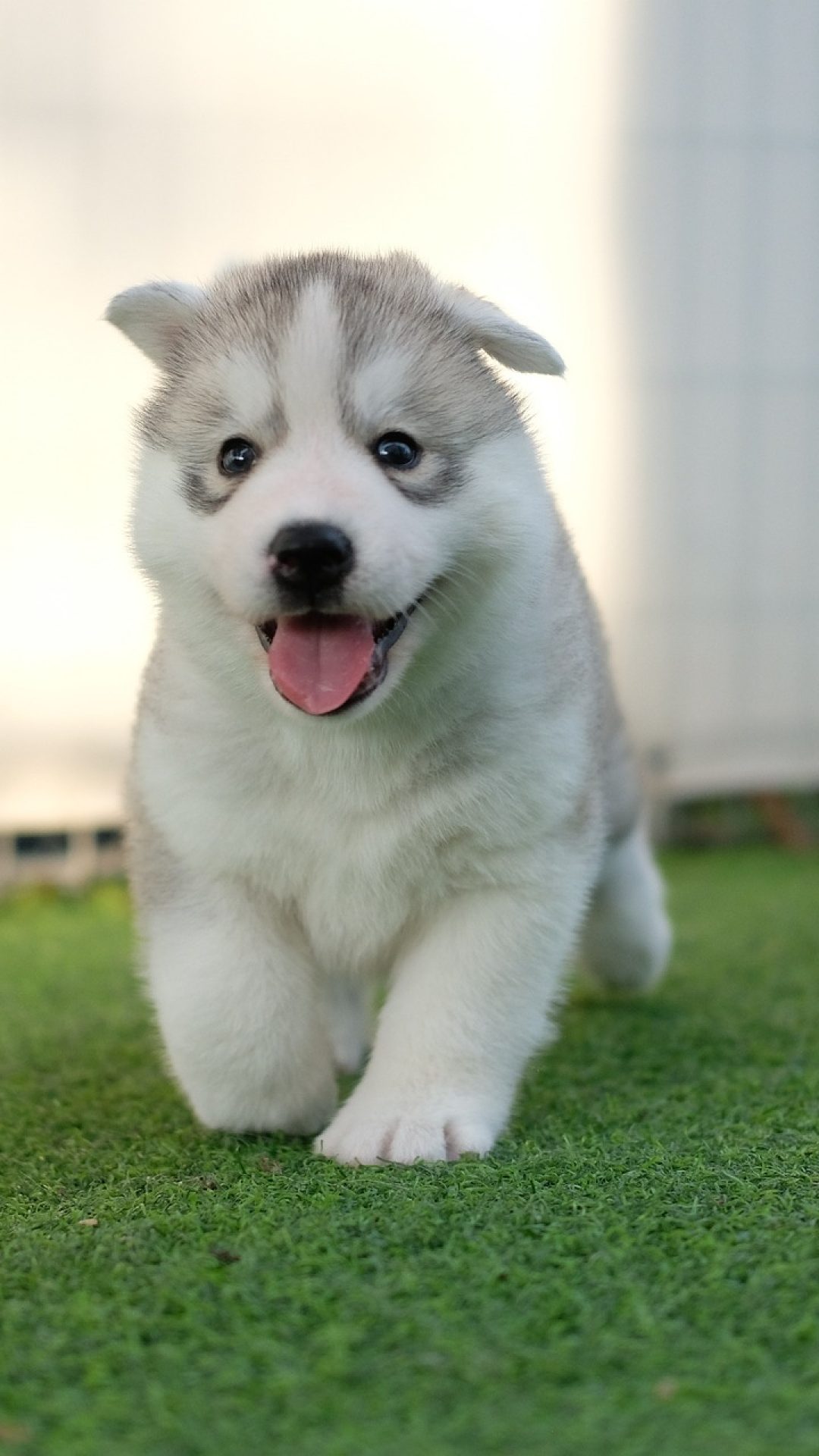 husky-4193503_1920